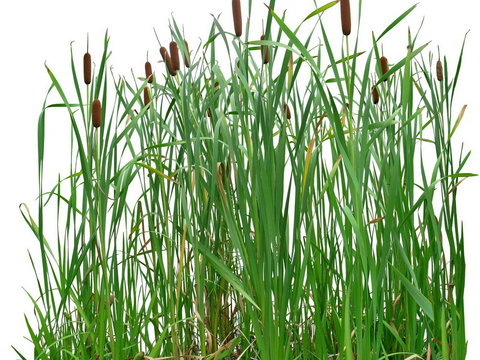 Typha green plant psd