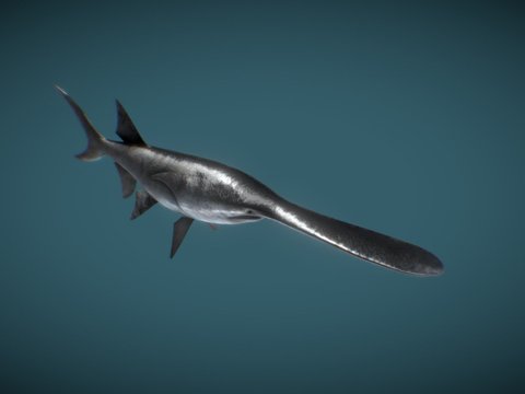 modern white sturgeon