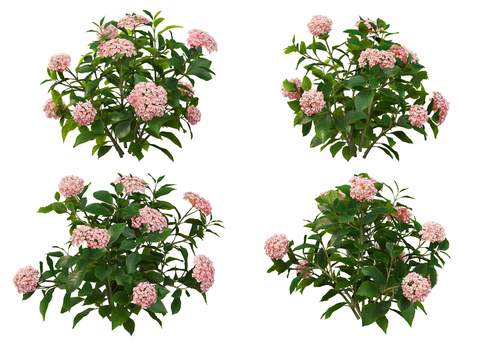 light pink hydrangea psd