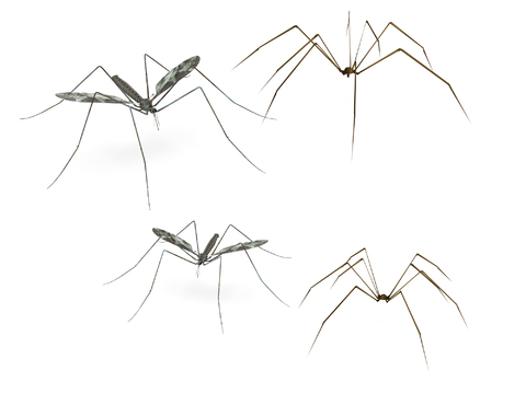 Modern mosquito spider