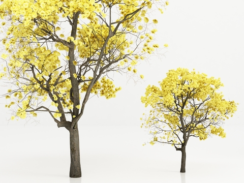 Modern Yellow Bell Tree Landscape Tree