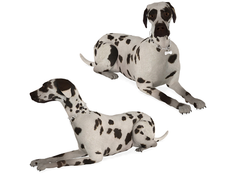 Modern spotted dog