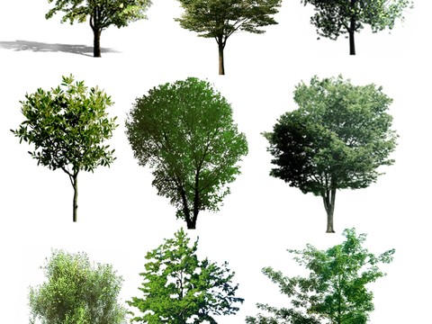 modern big tree tree landscape tree psd