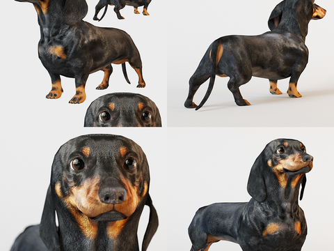 Modern Dachshund