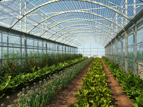 Modern Vegetable Greenhouse