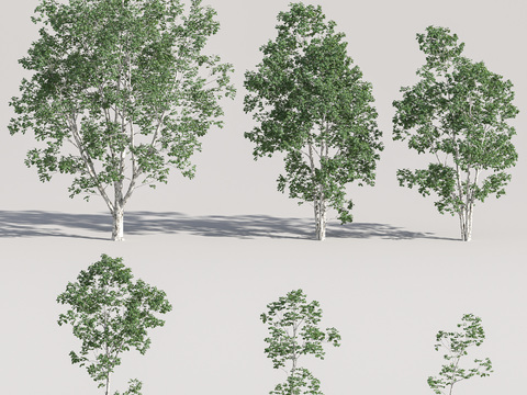 Modern Birch Landscape Tree