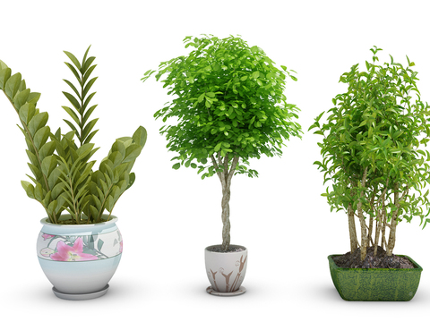 Modern plants potted free