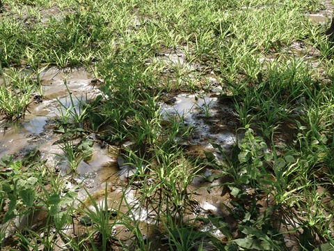 wetland grassland mud depression flowers and plants