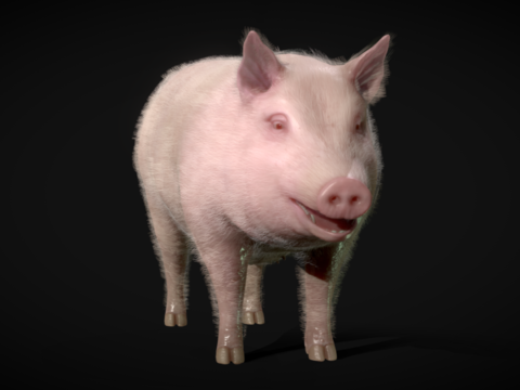 Pig