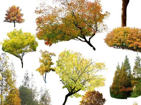 modern autumn landscape tree big tree psd