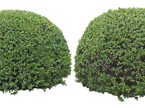 boxwood shrub green plant psd