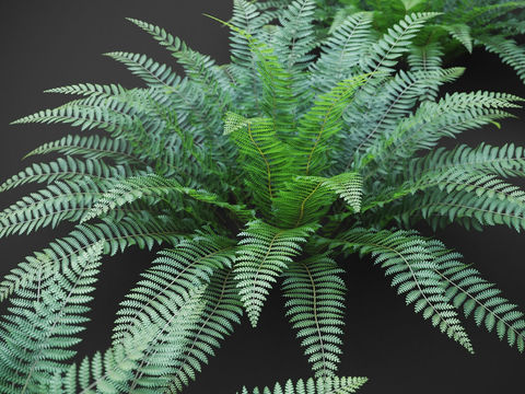 Modern Green Plant Shrub Free