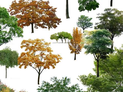 modern maple tree landscape tree psd