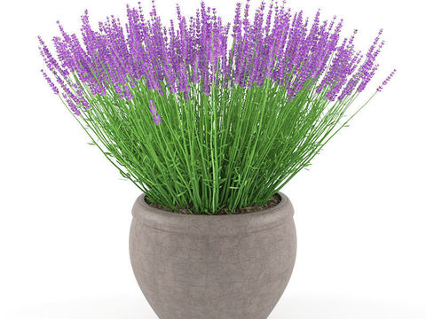 Modern Simple Lavender Potted Plant Free