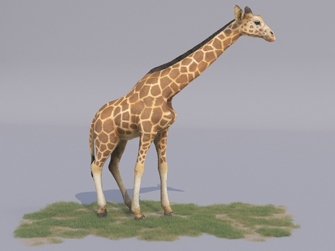 modern animal giraffe