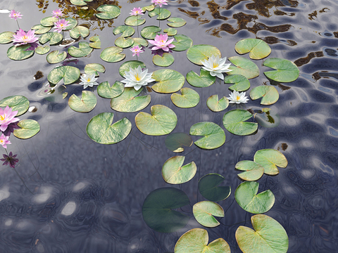 Modern lotus water lily lotus leaf