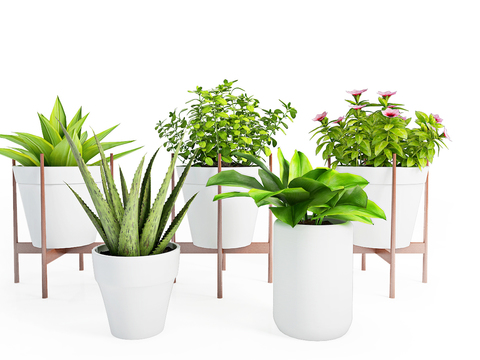 Modern plants potted free