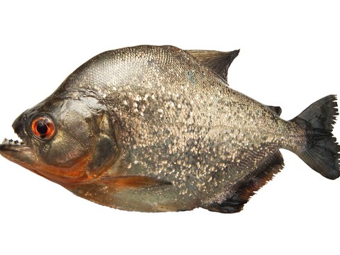 Fish Pomfret