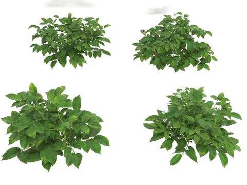 Modern Green Plant Shrub Free