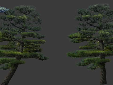 modern pine tree landscape tree big tree psd