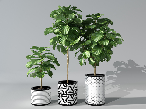 Modern plants potted free