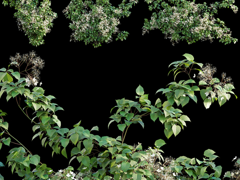 Shrubs, flowers and plants