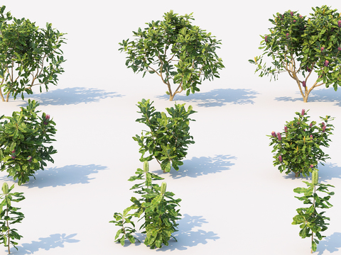 Modern landscape tree bushes