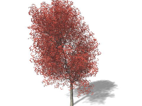 Modern Red Maple Free