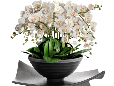 Modern Phalaenopsis Flower Potted Plant