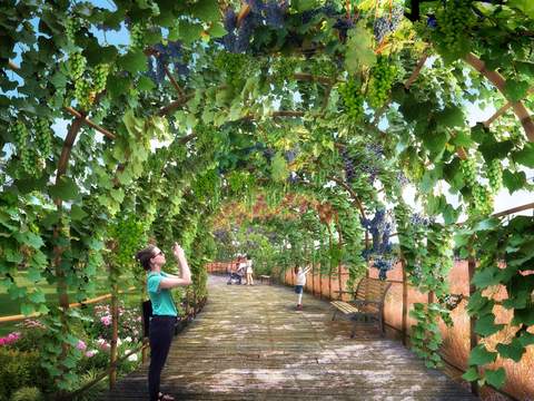 Modern Grape Vine Garden Landscape psd