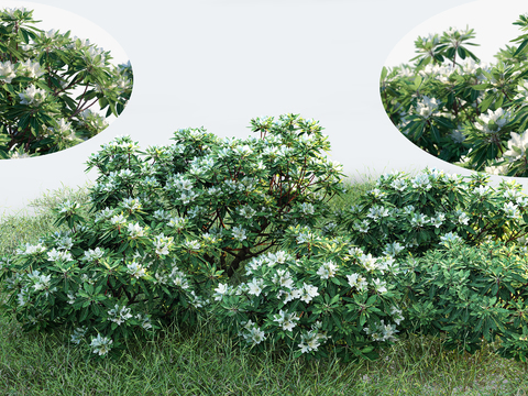 shrubs hedgerow bushes lawn flowers