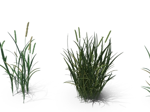 Setaria weeds grass bushes psd