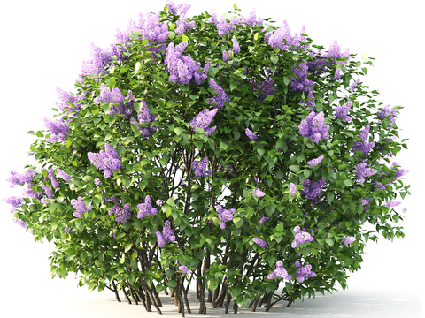 Modern Lilac Bushes