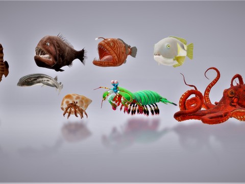 marine animal octopus seahorse deep sea fish