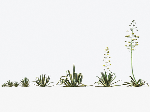 Modern desert plants flowers and plants