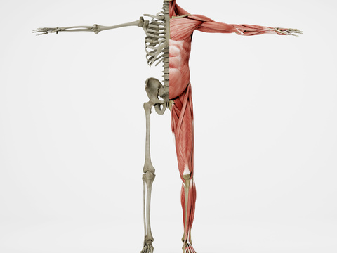 human skeleton human muscle