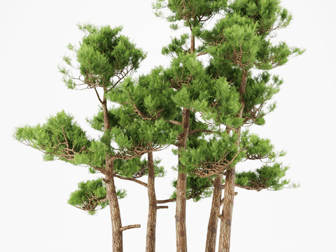 Pine bonsai free