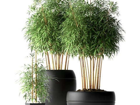 Modern bamboo potted plant