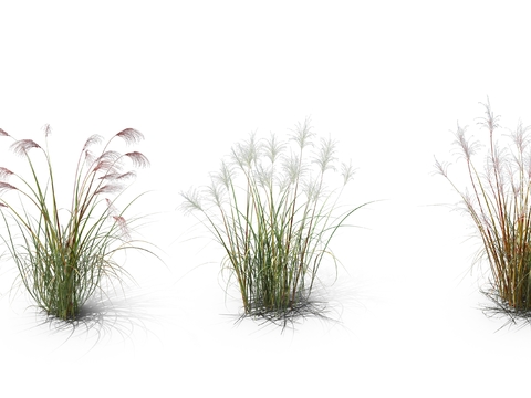 reed grass hay grass bushes psd