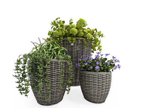 Modern plants potted free