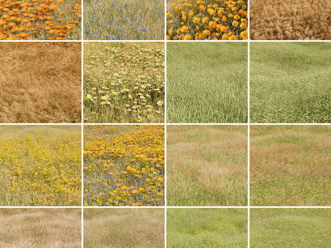 Modern Grassland Collection 3