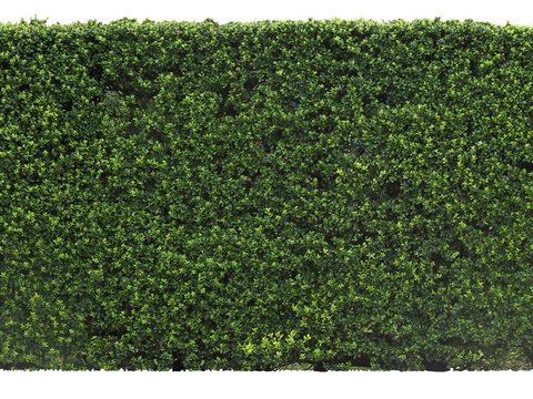 modern boxwood fence shrub psd