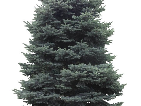 conifer christmas tree trees psd