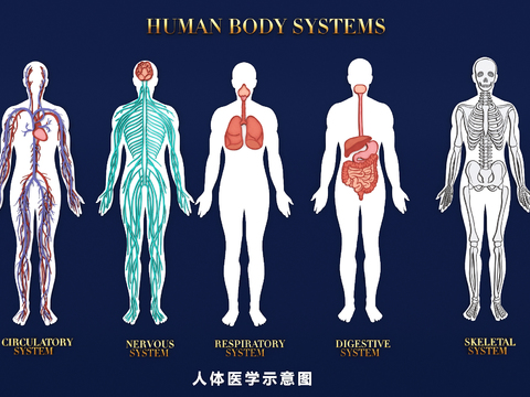 Medical Structure of Human Organs, Skeletal Blood Vessel, Heart, Liver and Lung