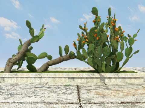 Tropical Plant Cactus