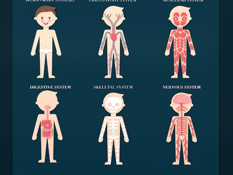 Human Organs Child Bone Blood Vessel Muscle Heart, Liver and Lung Medical Structure Illustration