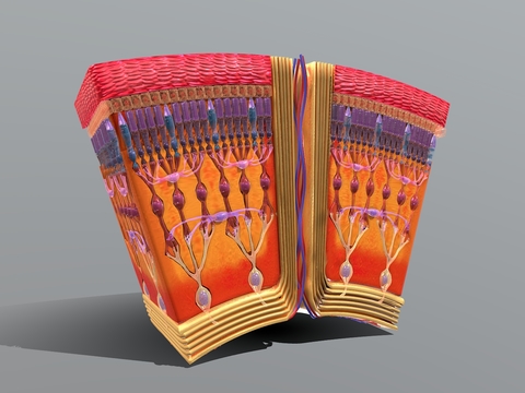 Medical Equipment Cross Section HD Retina