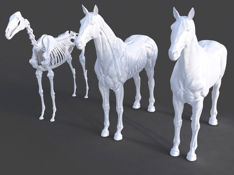 Plaster Horse Sculpture Bones