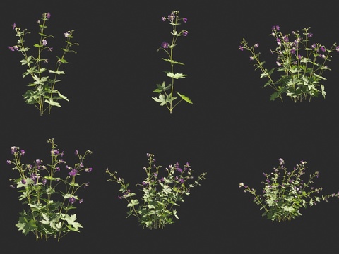 Dark geranium flowers and plants