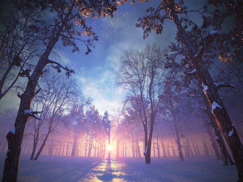 Winter Forest Snow Forest